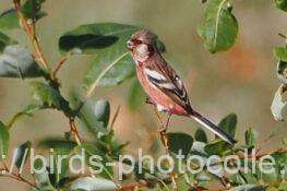 ベニマシコ　2025.11.20