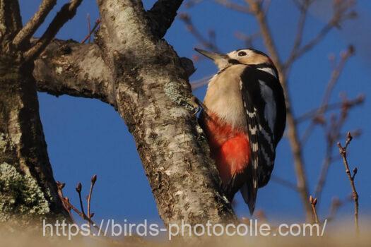 アカゲラ230214