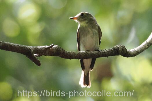 コサメビタキ　2024.09.06