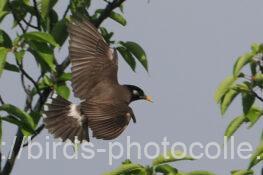 ムクドリ 2023.06.03