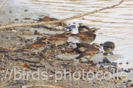 ツグミ　2025.12.30