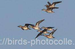 周回トモエガモ　2025.12.17