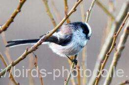 エナガ　2026.01.26