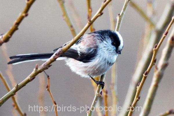 エナガ 2026.01.26