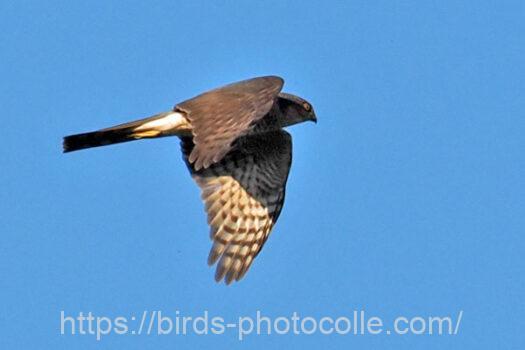 ハイタカ　2023.10.30