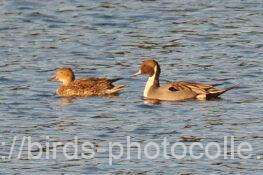 オナガガモ　2026.01.06
