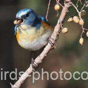 ルリビタキ　2026.01.12