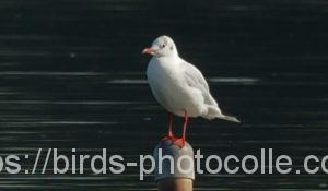 ユリカモメ210906