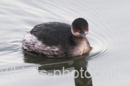 ハジロカイツブリ　2025.12.27