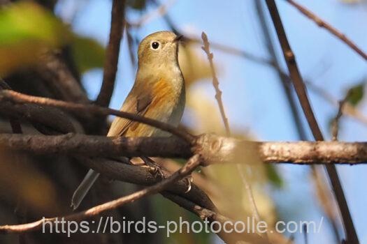 ルリビタキ221209-2