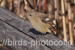 ジョウビタキ 2025.02.25