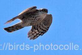 ハイタカ　2026.03.10