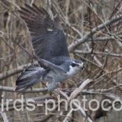 オオタカ 2025.03.24