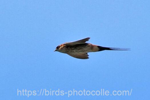 コシアカツバメ　2024.09.21