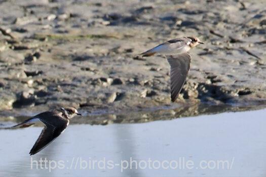 イカルチドリ221105