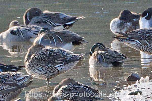 他に2羽の♂観察　トモエガモ　2026.02.20