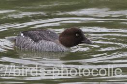 ホオジロガモ　2025.12.24