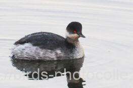 ハジロカイツブリ　2025.12.09