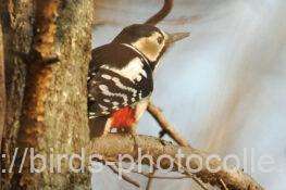 アカゲラ　2026.02.16