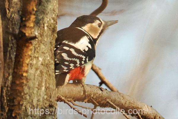 アカゲラ 2026.02.16