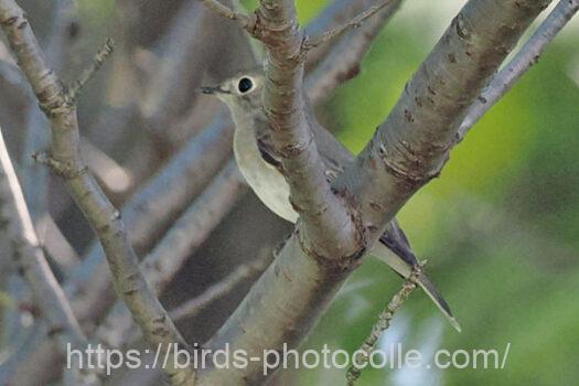 コサメビタキ　2024.09.17