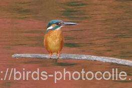 カワセミ　2025.11.10