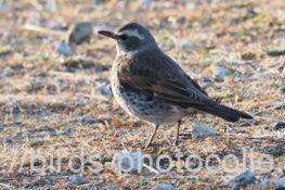 ツグミ　2026.02.21