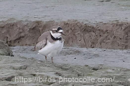 イカルチドリ221212