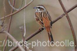 ホオジロ　2026.03.18