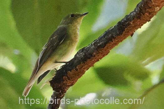 キビタキ　2024.10.11