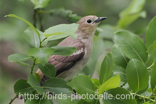 コムクドリ220428