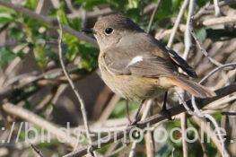 ジョウビタキ　2026.03.11