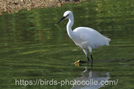 コサギ　2023.08.07