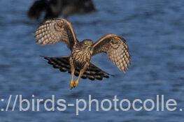 オオタカ　2025.11.16