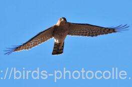 ハイタカ 2025.12.16