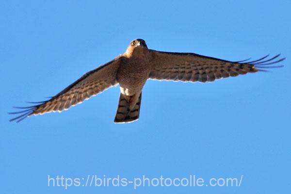 ハイタカ 2025.12.16