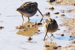 タシギ　2026.02.09