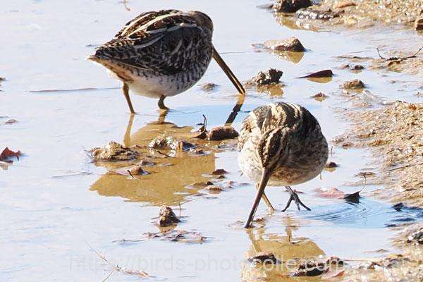 タシギ　2026.02.09