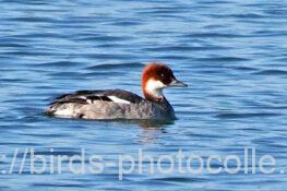 ミコアイサ 2025.05.03