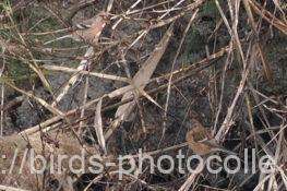 ベニマシコ　2025.11.12