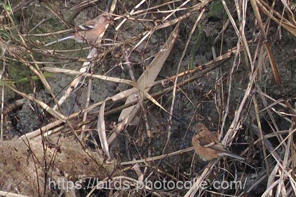 ベニマシコ　2025.11.12