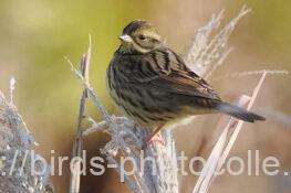 アオジ　2026.01.02