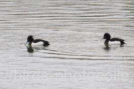 4羽観察キンクロハジロ　2026.01.07