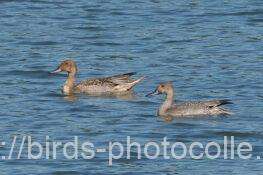 オナガガモ　2025.10.08