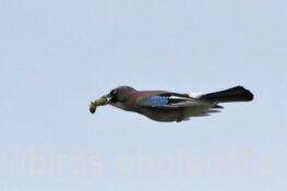 カケス　2025.10.15