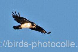 ミサゴ　2025.12.16