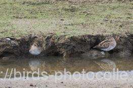 タシギ　2026.01.13