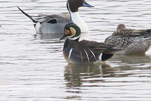 トモエガモ♂ 2026.02.23