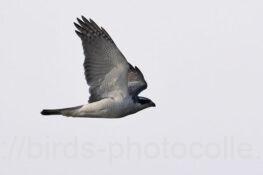 オオタカ 2025.03.19