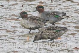 コガモ　2025.12.20